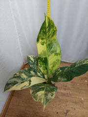 Dieffenbachia Big Ben Variegata