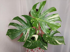 Monstera Thai Constellation