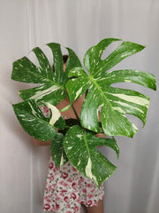 Monstera Thai Constellation