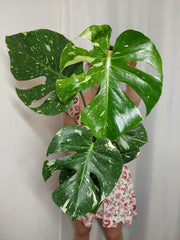Monstera Thai Constellation