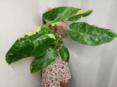 Philodendron Jose Buono