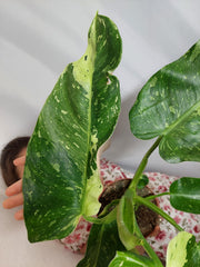Philodendron Jose Buono