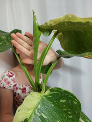 Philodendron Jose Buono