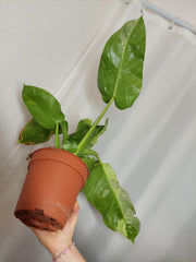 Philodendron Jose Buono