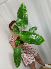 Philodendron Jose Buono