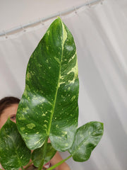 Philodendron Jose Buono