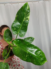 Philodendron Jose Buono