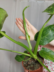 Philodendron Jose Buono