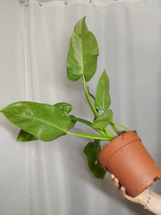 Philodendron Jose Buono
