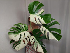 Monstera Variegata Halfmoon (zum aussuchen)