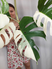 Monstera Variegata Halfmoon (zum aussuchen)