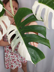 Monstera Variegata Halfmoon (zum aussuchen)
