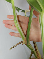 Monstera Variegata Halfmoon (zum aussuchen)