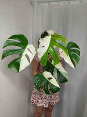 Monstera Variegata Halfmoon (zum aussuchen)