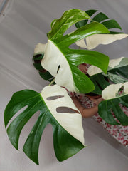Monstera Variegata Halfmoon (zum aussuchen)