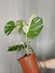 Monstera Variegata Halfmoon (zum aussuchen)