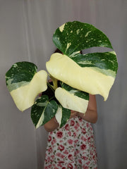 Monstera Thai Constellation