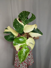 Monstera Thai Constellation
