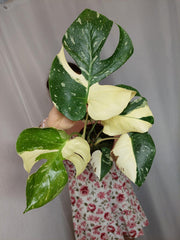 Monstera Thai Constellation