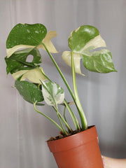 Monstera Thai Constellation