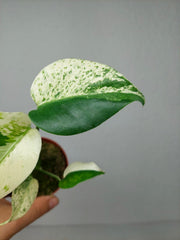 Monstera Jungle Mint