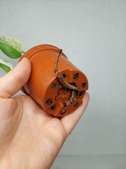 Monstera Jungle Mint
