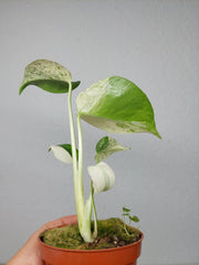 Monstera Jungle Mint