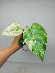 Monstera Jungle Mint