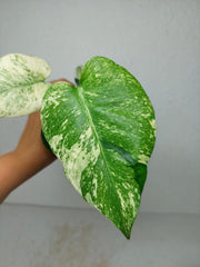 Monstera Jungle Mint