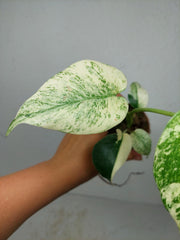 Monstera Jungle Mint