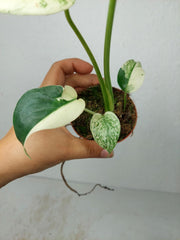 Monstera Jungle Mint