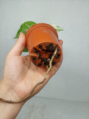 Monstera Jungle Mint