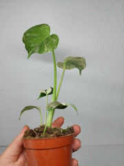 Monstera Jungle Mint