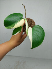 Monstera Jungle Mint