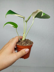 Monstera Jungle Mint