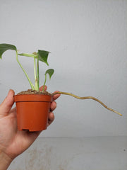 Monstera Jungle Mint