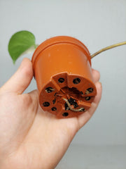 Monstera Jungle Mint