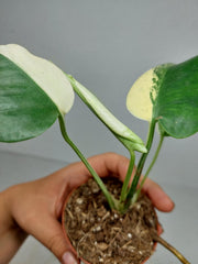Monstera Jungle Mint