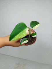 Monstera Jungle Mint