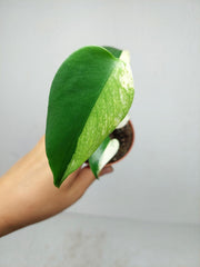 Monstera Jungle Mint