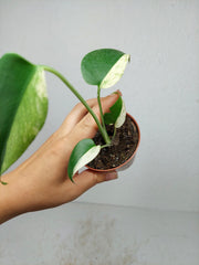 Monstera Jungle Mint