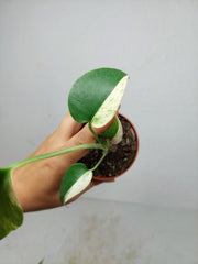 Monstera Jungle Mint