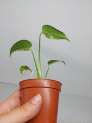 Monstera Jungle Mint