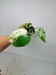 Monstera Jungle Mint