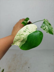 Monstera Jungle Mint