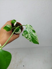 Monstera Jungle Mint