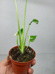 Monstera Jungle Mint