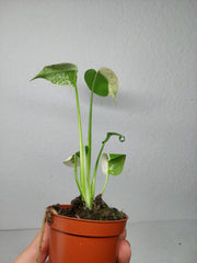 Monstera Jungle Mint