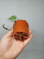 Monstera Jungle Mint