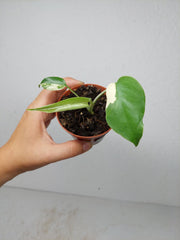 Monstera Jungle Mint